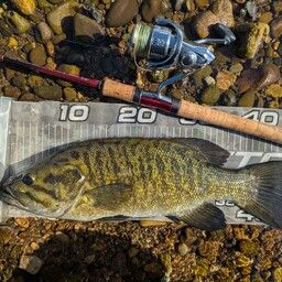 スモールマウスバス