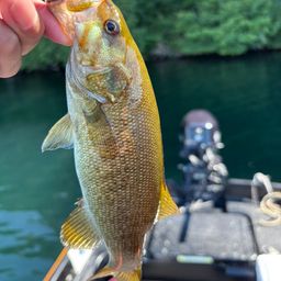 スモールマウスバス