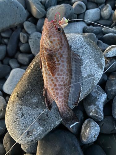 オオモンハタの釣果
