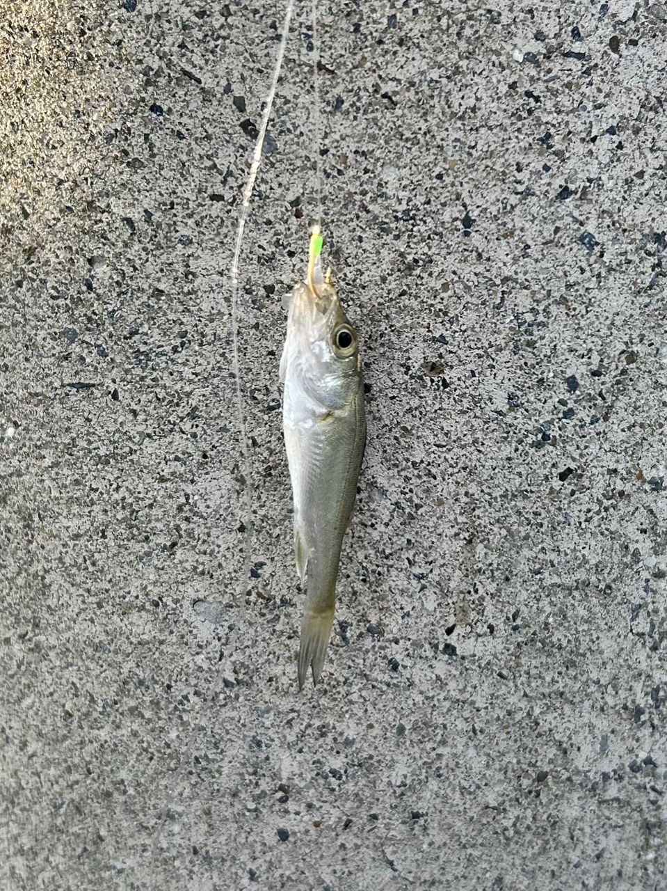 セイゴ（ヒラスズキ）