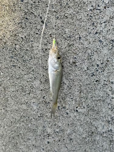 セイゴ（ヒラスズキ）の釣果