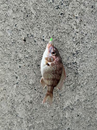 チャリコの釣果