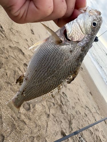 イシモチの釣果