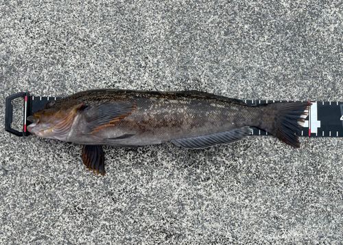 アイナメの釣果