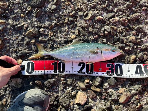 ヤズの釣果