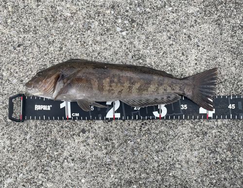 アイナメの釣果