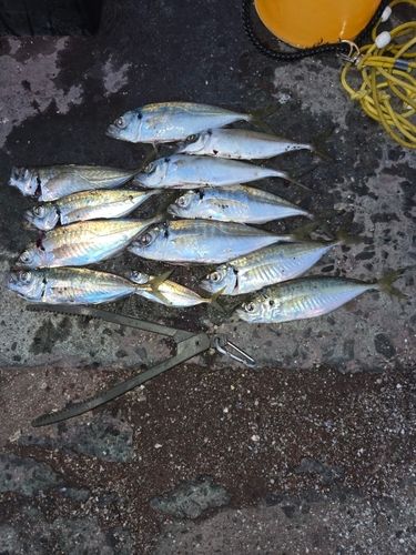 アジの釣果