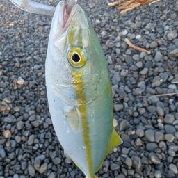 ワカシ