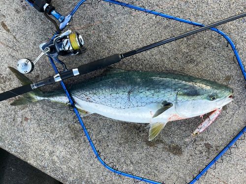 ブリの釣果