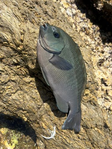 クロの釣果