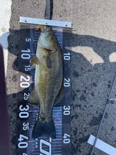 スモールマウスバスの釣果