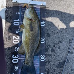 スモールマウスバス