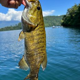 スモールマウスバス