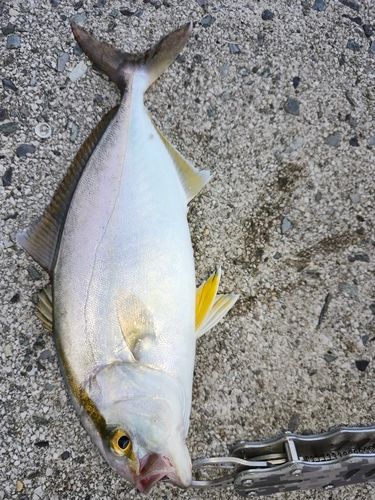 ショゴの釣果