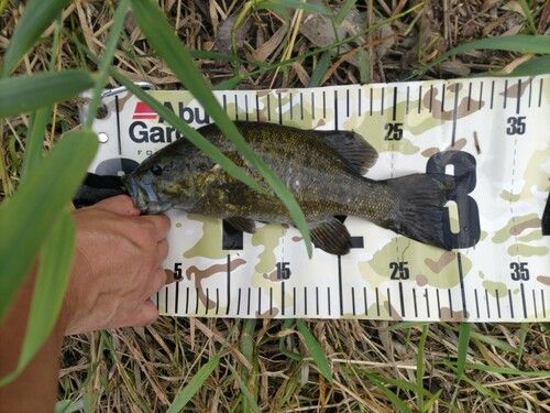 スモールマウスバスの釣果