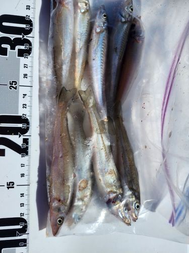 キスの釣果