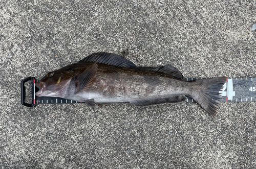 アイナメの釣果