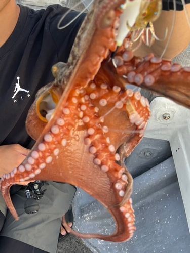 タコの釣果
