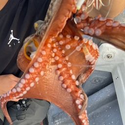 タコ