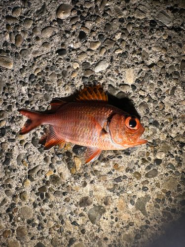 アカマツカサの釣果