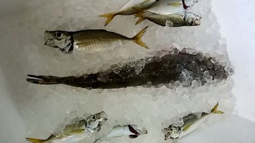 マゴチの釣果