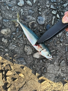 サバの釣果