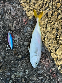 ワカシの釣果