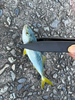 ワカシの釣果