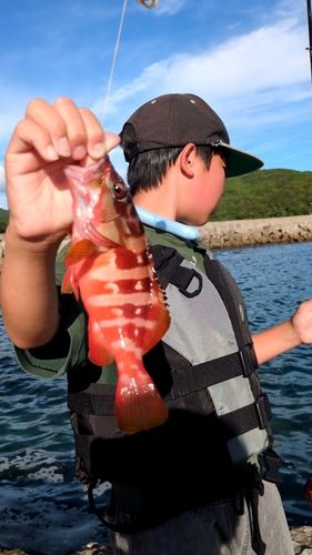 アカハタの釣果