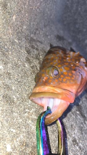キジハタの釣果