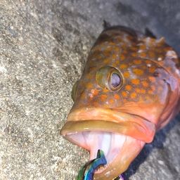 キジハタ