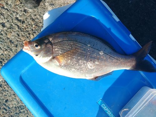 ウミタナゴの釣果