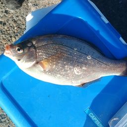 ウミタナゴ