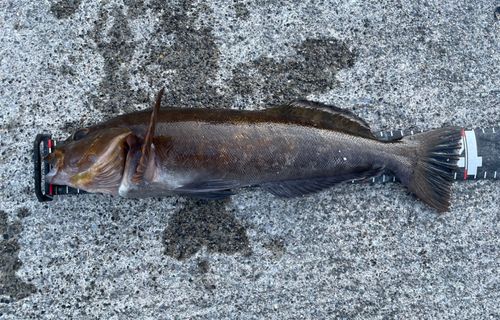 アイナメの釣果