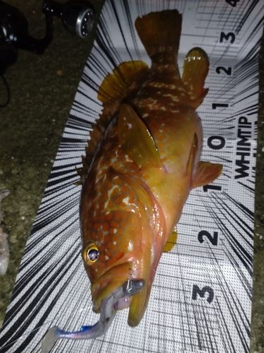 キジハタの釣果