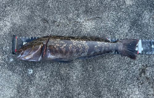 アイナメの釣果