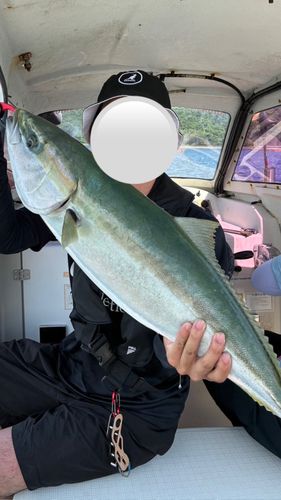 メジロの釣果