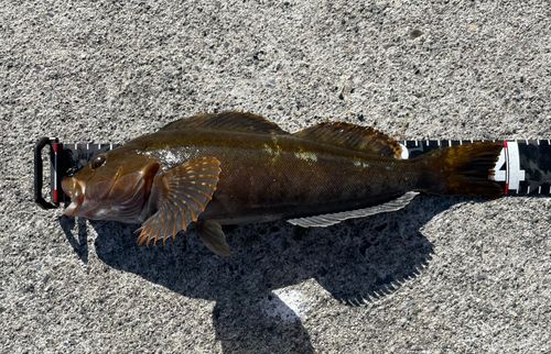 アイナメの釣果