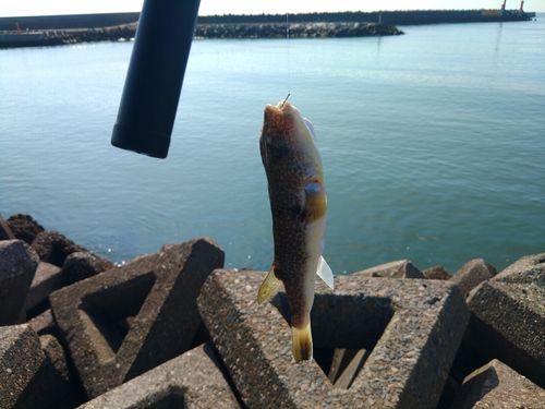 クサフグの釣果