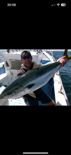 ブリの釣果