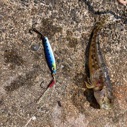 アサヒアナハゼ