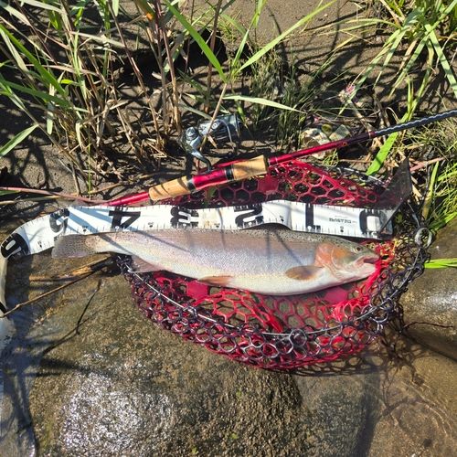 ニジマスの釣果