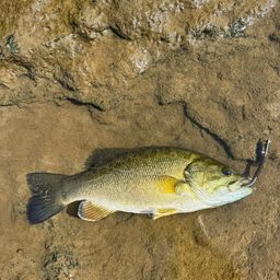 スモールマウスバス