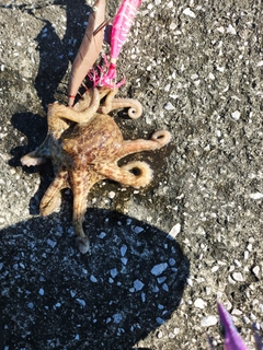 タコの釣果