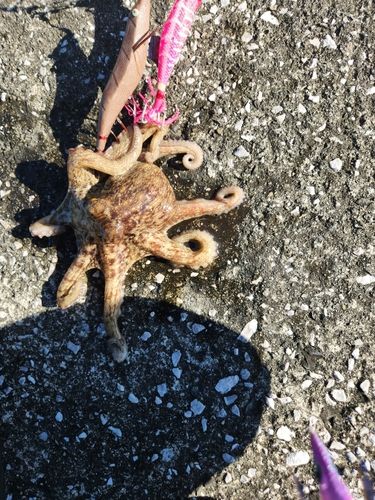 タコの釣果