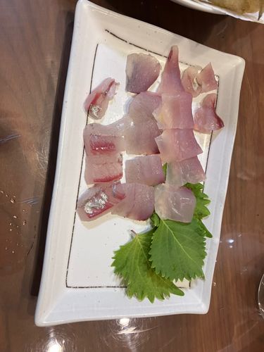 メッキの釣果