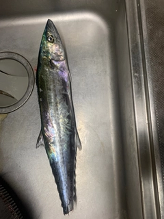 サゴシの釣果