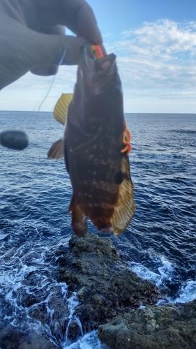 キジハタの釣果