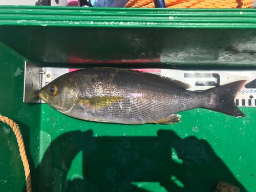 イサキの釣果