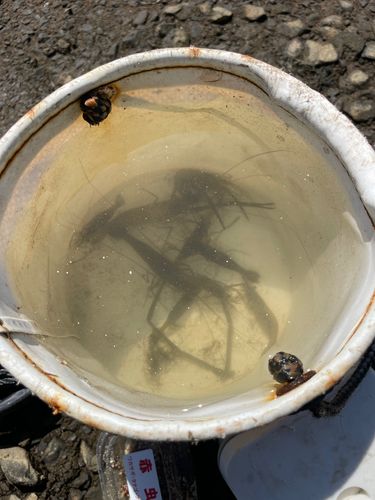オニテナガエビの釣果